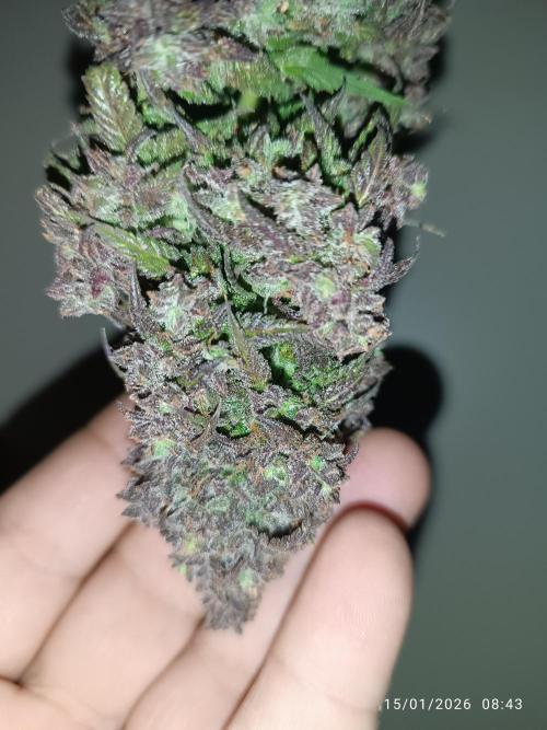 Strawberry 🍓 gorilla 🦍  auto. Week 11