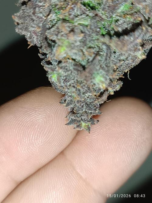 Strawberry 🍓 gorilla 🦍  auto. Week 11