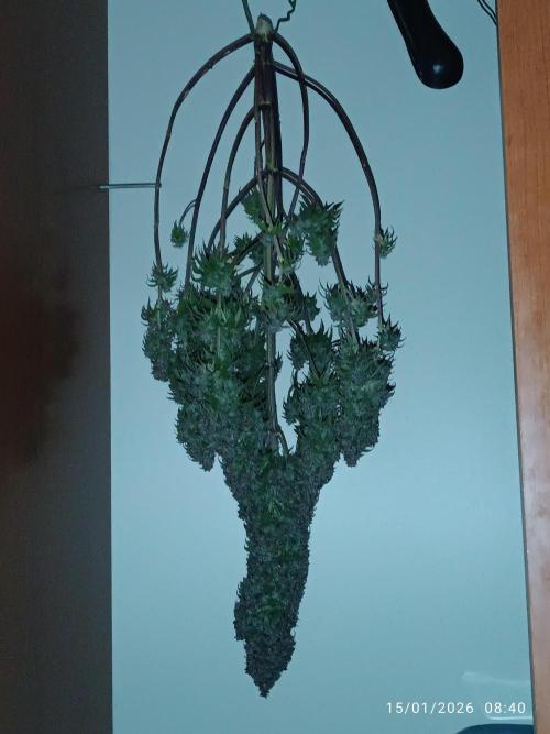 Strawberry 🍓 gorilla 🦍  auto. Week 11