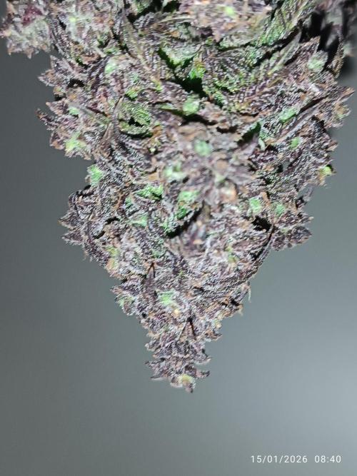 Strawberry 🍓 gorilla 🦍  auto. Week 11