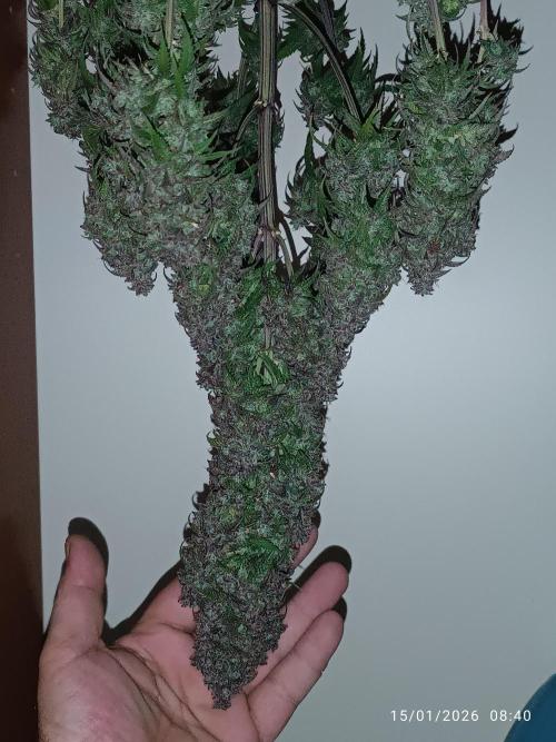 Strawberry 🍓 gorilla 🦍  auto. Week 11