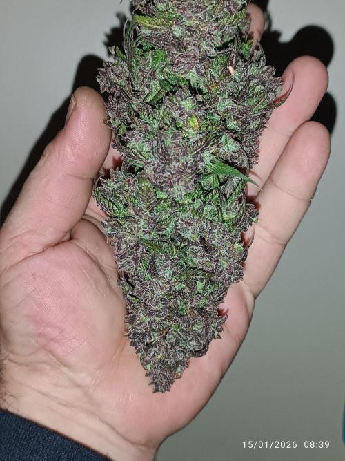 Strawberry 🍓 gorilla 🦍  auto. Week 11