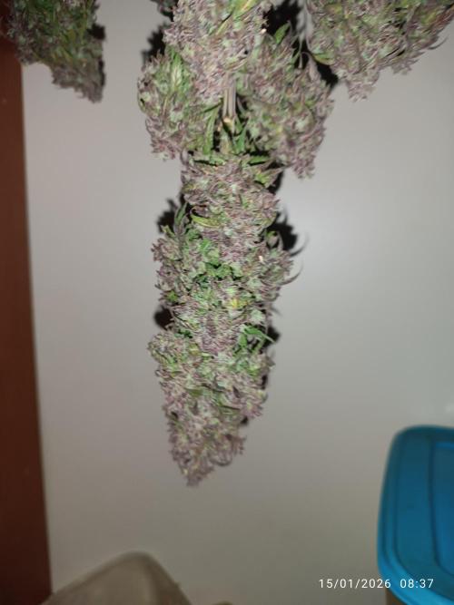 Strawberry 🍓 gorilla 🦍  auto. Week 11