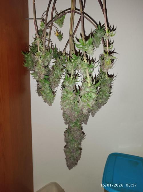 Strawberry 🍓 gorilla 🦍  auto. Week 11