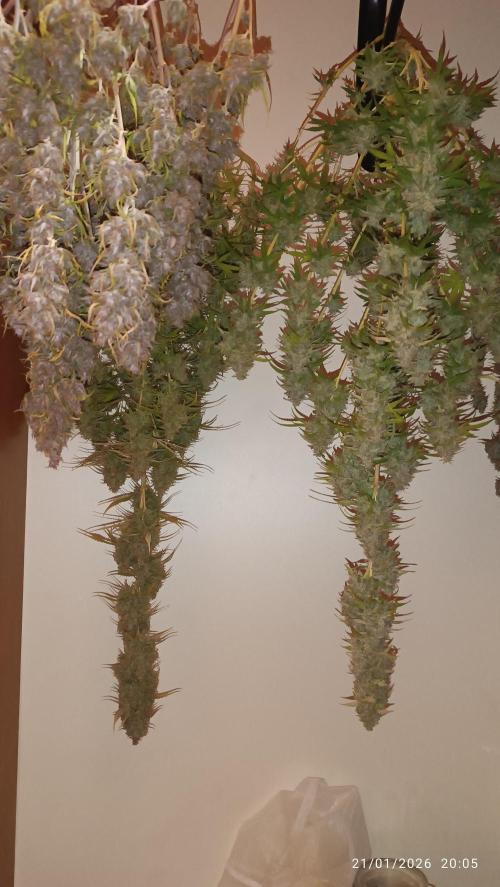 runtz auto fb&bf. Week 11