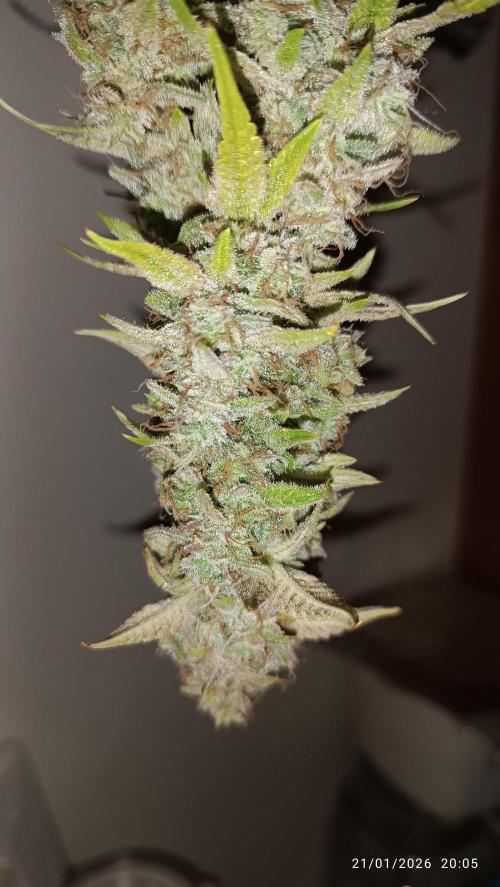 runtz auto fb&bf. Week 11