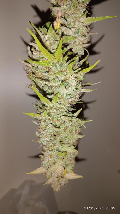 runtz auto fb&bf. Week 11