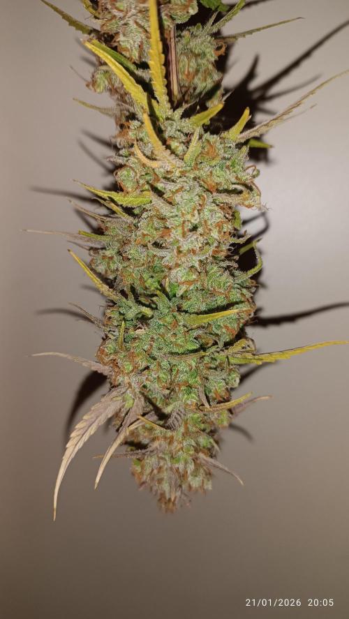 runtz auto fb&bf. Week 11