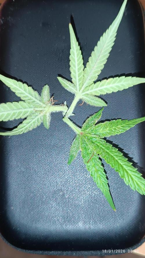 runtz auto fb&bf. Week 11