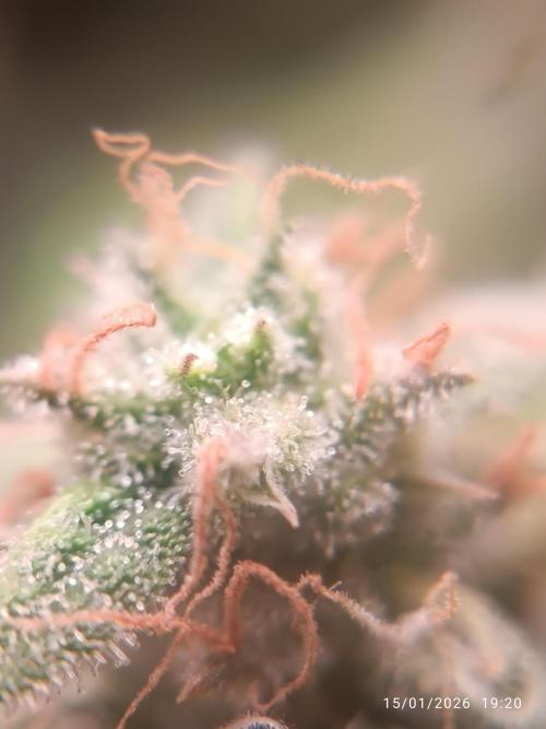 runtz auto fb&bf. Week 11