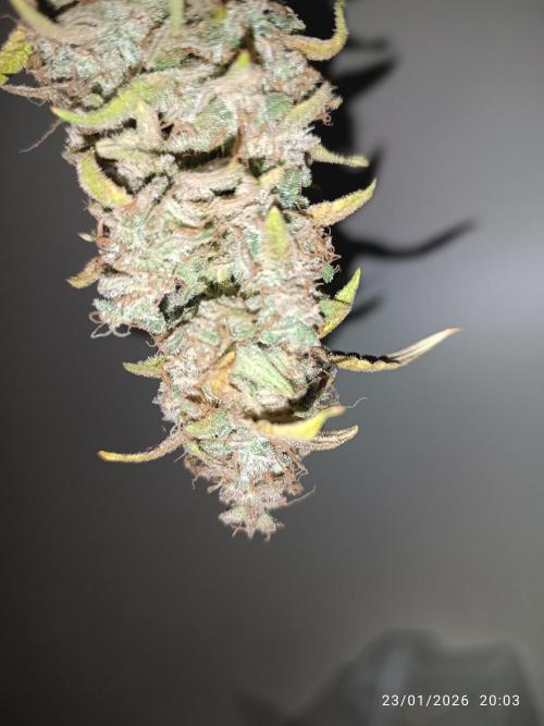 runtz auto fb&bf. Week 11