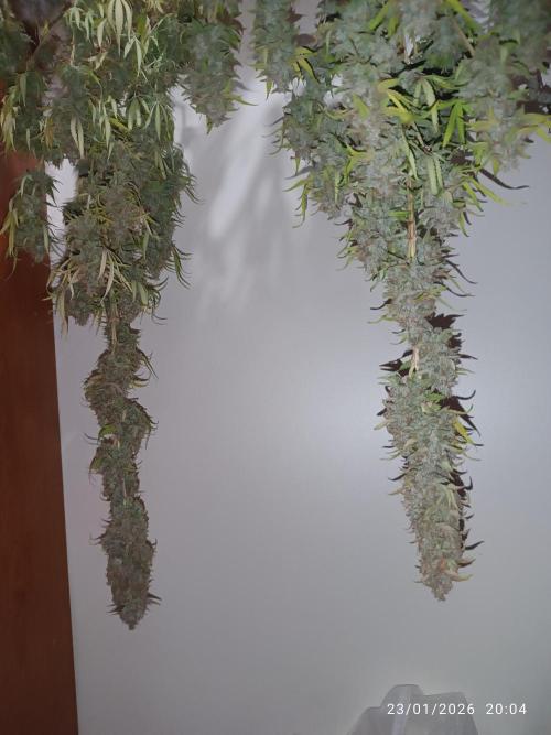 runtz auto fb&bf. Week 11