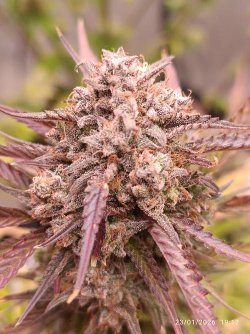 Frostbanger auto. Week 11