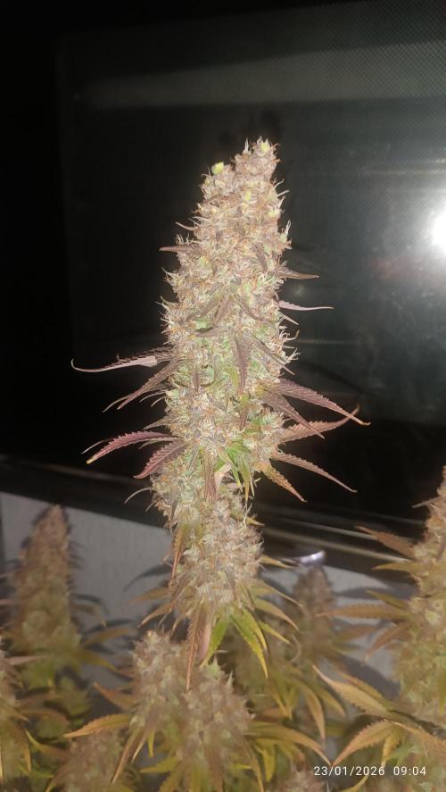 Frostbanger auto. Week 11