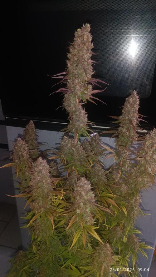 Frostbanger auto. Week 11