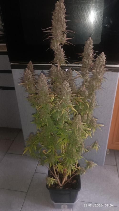 Frostbanger auto. Week 11