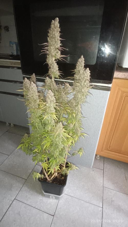 Frostbanger auto. Week 11