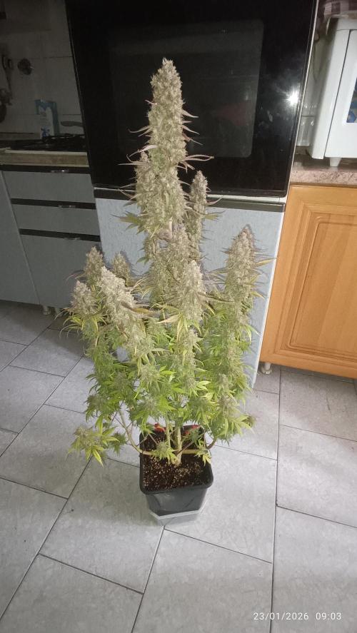 Frostbanger auto. Week 11