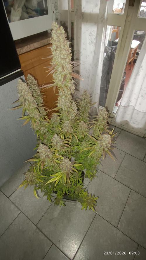 Frostbanger auto. Week 11