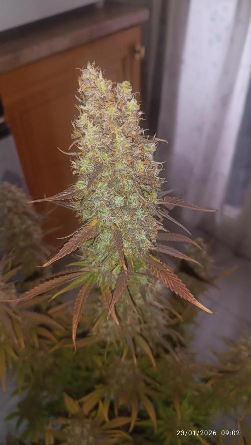 Frostbanger auto. Week 11