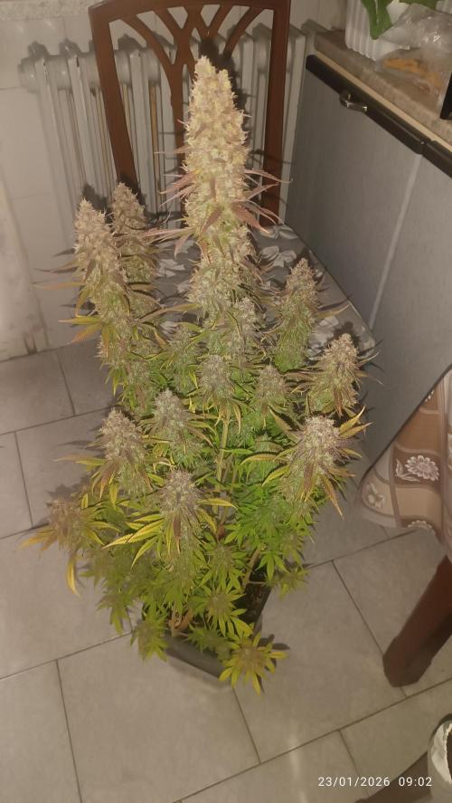 Frostbanger auto. Week 11