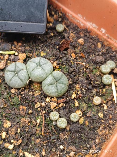 runtz auto fb&bf. Week 11