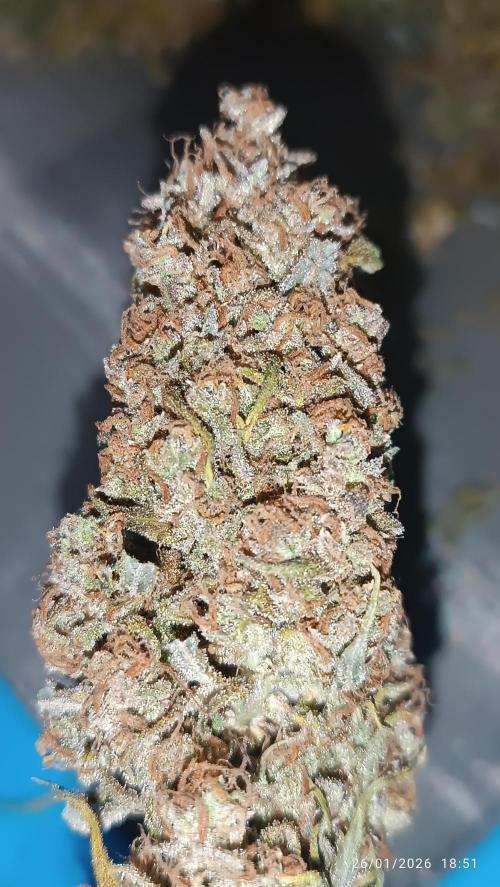 runtz auto fb&bf. Week 11