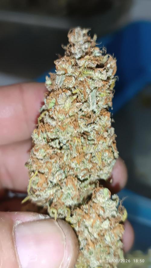 runtz auto fb&bf. Week 11