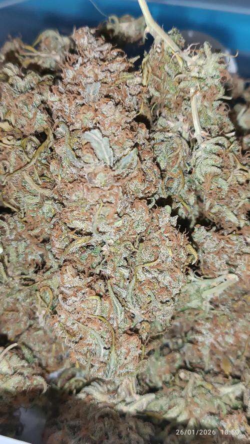 runtz auto fb&bf. Week 11