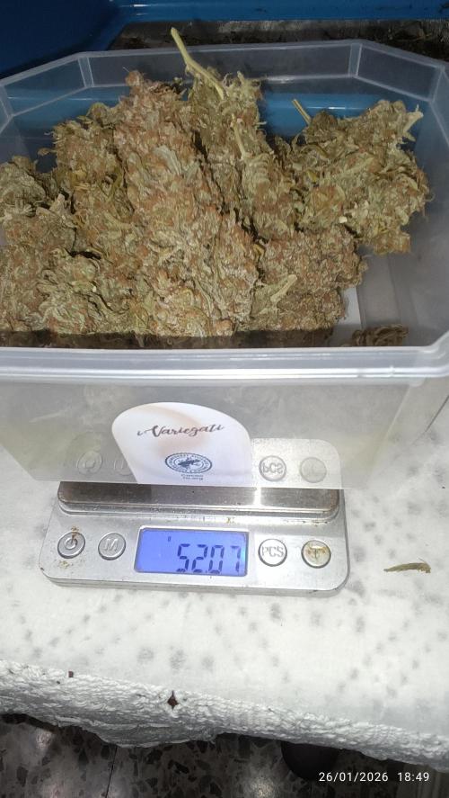 runtz auto fb&bf. Week 11