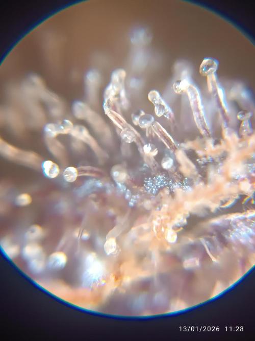 Prova nuova terapia CREAMZILLA. Week 7