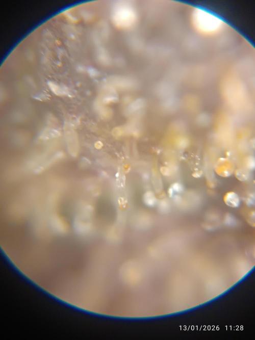 Prova nuova terapia CREAMZILLA. Week 7