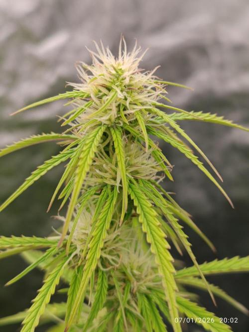 Prova nuova terapia CREAMZILLA. Week 7