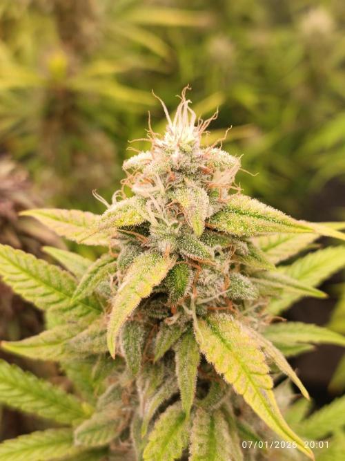 Prova nuova terapia CREAMZILLA. Week 7