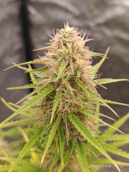 Prova nuova terapia CREAMZILLA. Week 7