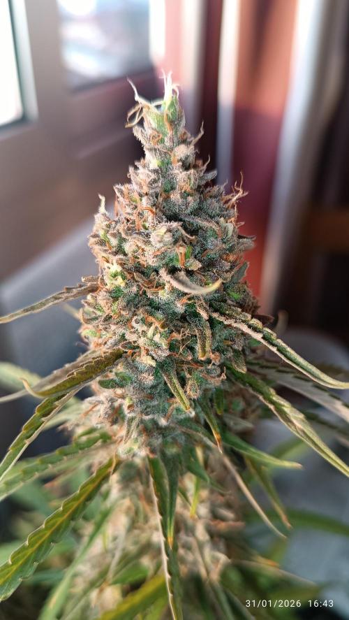 Prova nuova terapia CREAMZILLA. Week 9