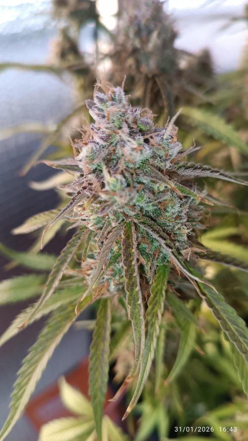 Prova nuova terapia CREAMZILLA. Week 9