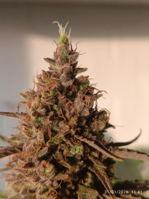 Prova nuova terapia CREAMZILLA. Week 9