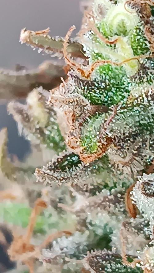 Prova nuova terapia CREAMZILLA. Week 9