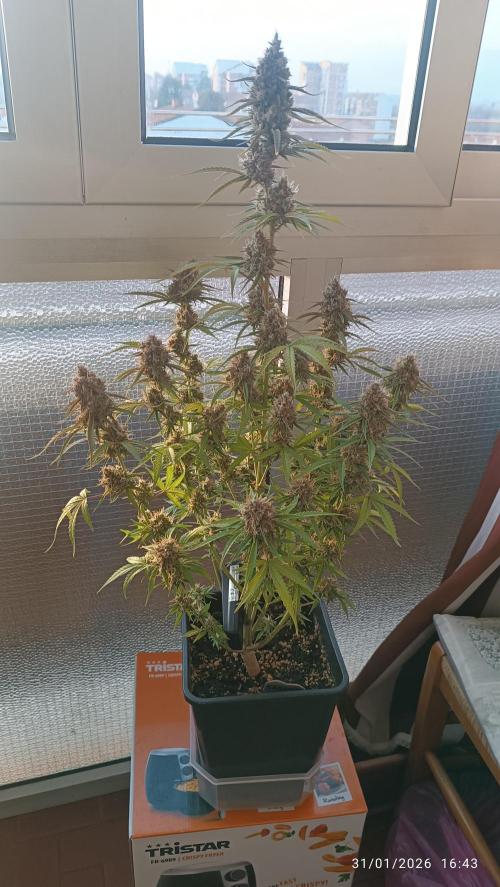 Prova nuova terapia CREAMZILLA. Week 9