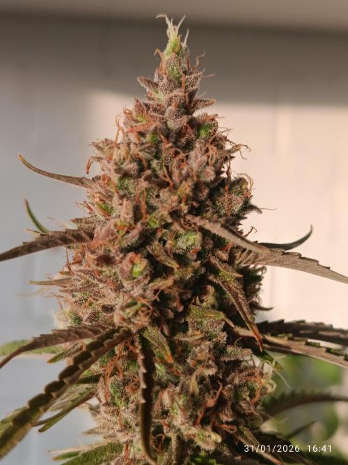 Prova nuova terapia CREAMZILLA. Week 9