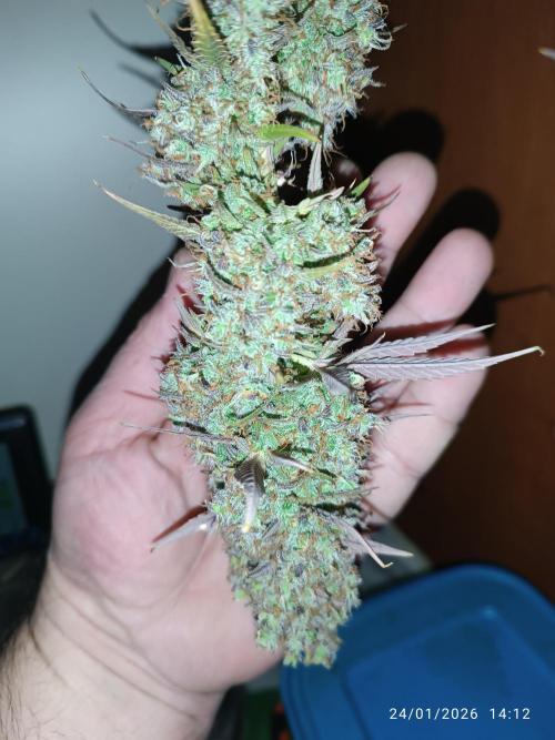 Frostbanger auto. Week 11