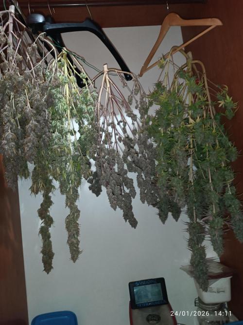 Frostbanger auto. Week 11