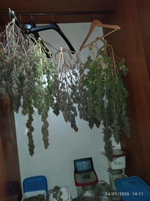 Frostbanger auto. Week 11