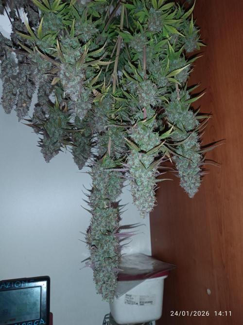 Frostbanger auto. Week 11