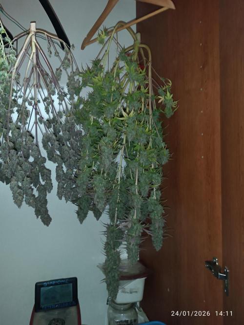 Frostbanger auto. Week 11