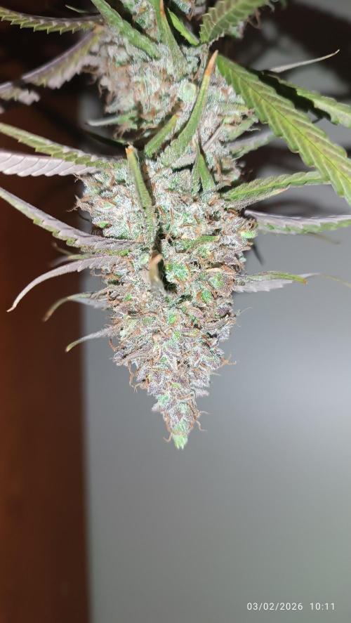 Prova nuova terapia CREAMZILLA. Week 10