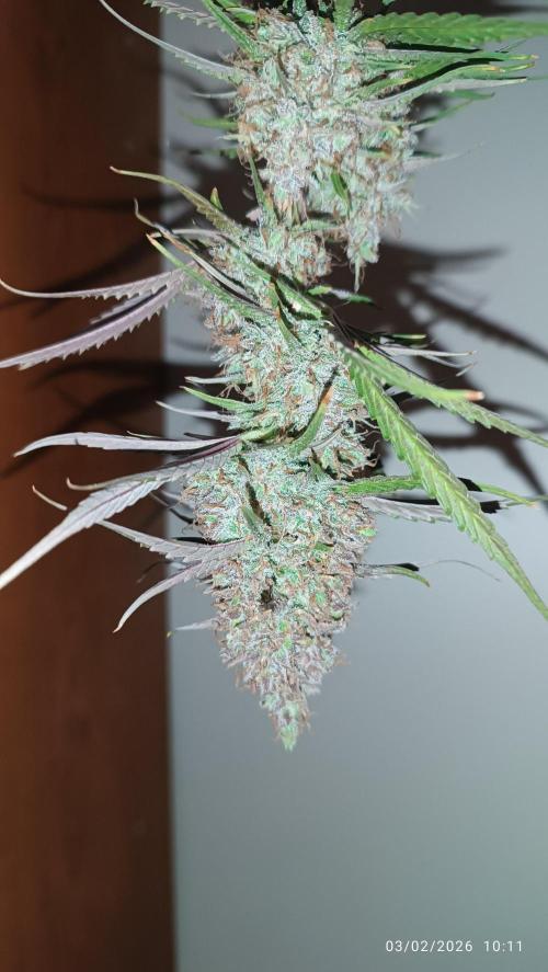 Prova nuova terapia CREAMZILLA. Week 10