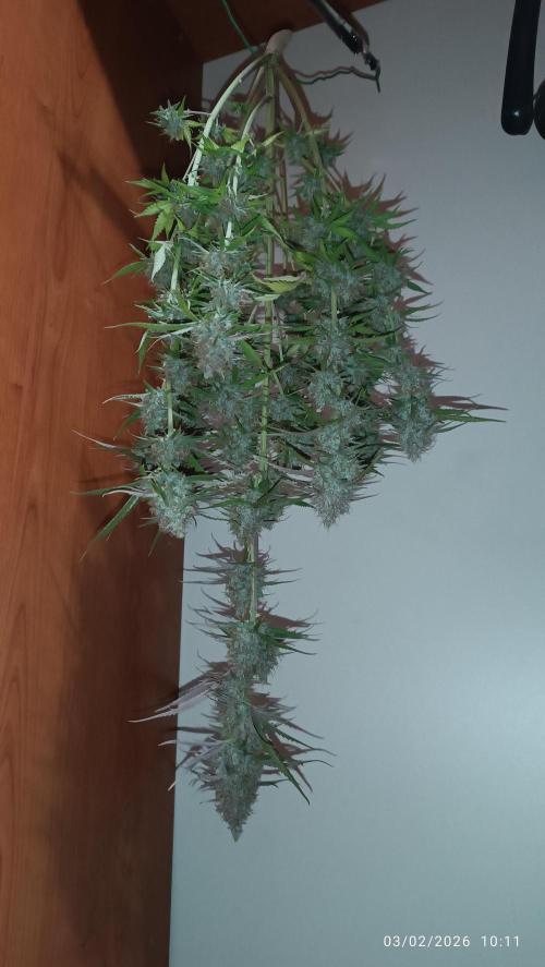 Prova nuova terapia CREAMZILLA. Week 10