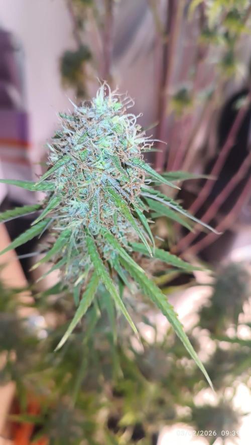 Prova nuova terapia CREAMZILLA. Week 10